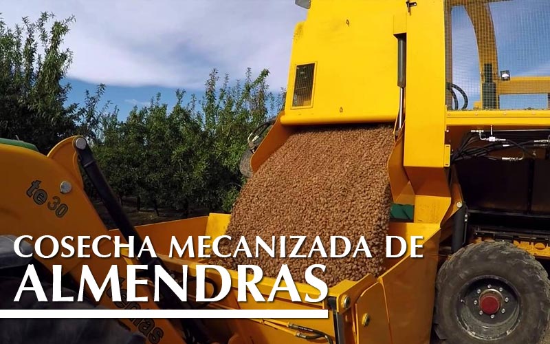 COSECHA MECANIZADA DE ALMENDRAS