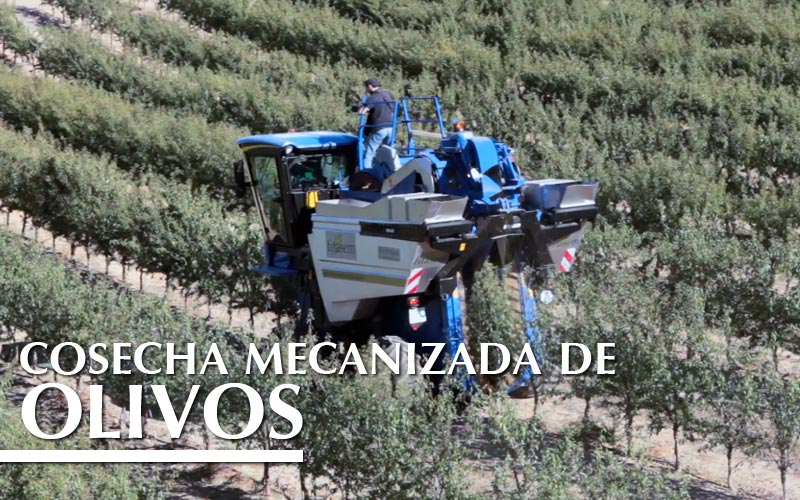 COSECHA MECANIZADA DE OLIVOS