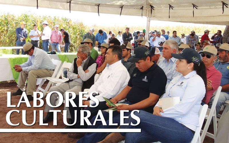 LABORES CULTURALES